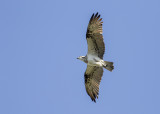 Osprey (Pandion haliaetus cristatus)