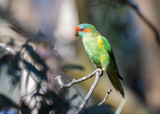 Musk Lorikeet (Glossopsitta concinna)