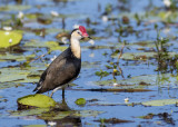 Comb-crested Jacana (Irediparra gallinacea)