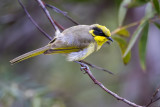 Yellow-tufted Honeyeater (Lichenostomus melanops)