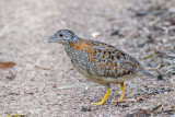 Painted Buttonquail (Turnix varia)