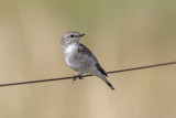 Jacky Winter (Microeca fascinans)