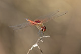 Common Glider (Tramea loewii)