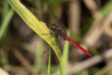 Fiery Skimmer (Orthetrum villosovittatum)