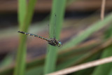 Australian Emerald (Hemicordulia australiae)