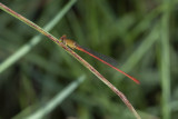 Redtail (Ceriagrion aeruginosum)