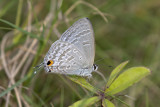 Pale Pea-blue (Catochrysops panormus)