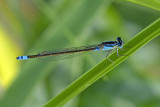 Common Bluetail (Ischnura heterosticta)