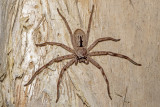 Huntsman Spiders (Sparassidae)