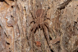 Cambridges Crab Spider (Isala cambridgei)