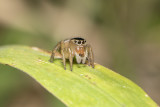 Jumping Spiders (Salticidae)