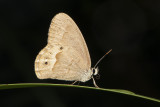 Nymphs (Nymphalidae)