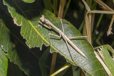 Stick Mantis (Archimantis latistyla)