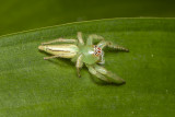 Green jumping Spider (Mopsus mormon)