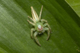 Green jumping Spider (Mopsus mormon)