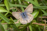 Blues (Lycaenidae)