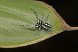 North Queensland Jumping Spider (Cosmophasis micarioides)