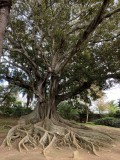 Tree Roots Ponta Delgada