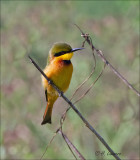 Little Bee- Eater - Dwergbijeneter -  Merops pusillus