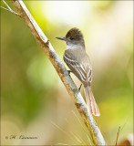 La Sagras Flycatcher - La Sagras tiran - Myiarchus sagrae