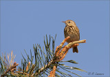 Tree Pipit - Boompieper - Anthus trivialis