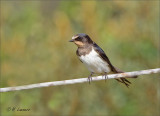 Barn Swallow - Boerenzwaluw - Hirundo rustica 