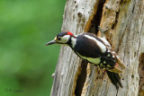 Great Spotted Woodpecker - Grote Bonte Specht_P4B4474