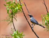 White-throated Robin - Perzische Roodborst - Irania gutturalis