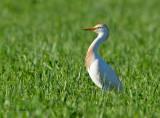 Western Cattle Egret - Koereiger_P4B4606