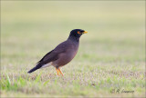 Common Myna - Treurmaina - Acridotheres tristis