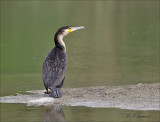Great Cormorant -  Aalscholver