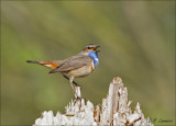 Bluethroat  - Blauwborst - Luscinia svecica 