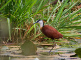 African Jacana - Lelieloper _MG_9426