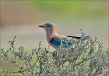 Indian Roller - Indische scharrelaar -   Coracias benghalensis