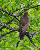 European Honey Buzzard - Wespendief - Pernis apivorus