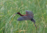 Glossy Ibis - Zwarte Ibis - Plegadis falcinellus