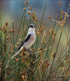 Lesser Grey Shrike - kleine klapekster - Lanius minor
