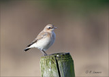 Northern Wheatear - Tapuit - Oenanthe oenanthe 