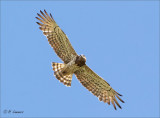 Short-toed Snake Eagle - Slangenarend - Circaetus gallicus