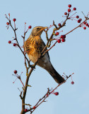 Fieldfare - Kramsvogel - Turdus pilaris