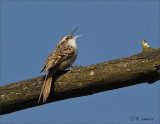 Short-toed Treecreeper - Boomkruiper - Certhia brachydactyla