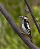  Syrian Woodpecker - Syrische Bonte Specht - Dendrocopos syriacus