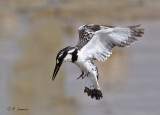 Pied Kingfisher - Bonte Ijsvogel - Ceryle rudis