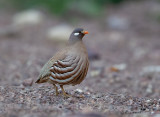 Sand Partridge - Arabische woestijnpatrijs - Ammoperdix heyi