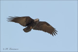 Fan-tailed Raven - Waaierstaartraaf - Corvus rhipidurus