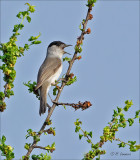  Eurasian Blackcap - Zwartkop -  Sylvia atricapilla