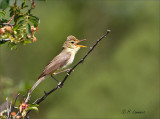 Melodious Warbler - Orpheusspotvogel - Hippolais polyglotta