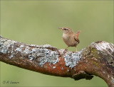 Eurasian Wren - Winterkoning - Troglodytes troglodytes