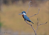 Ringed Kingfisher - Amerikaanse reuzenijsvogel - Megaceryle torquata