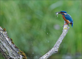 Ijsvogel - Common Kingfisher - Alcedo atthis